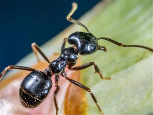 家里有蚂蚁怎么能彻底消灭