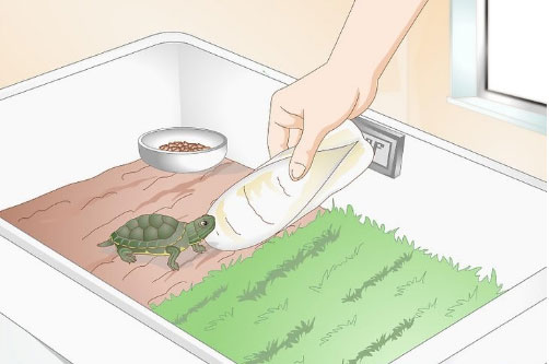 小乌龟不吃东西怎么办(2)