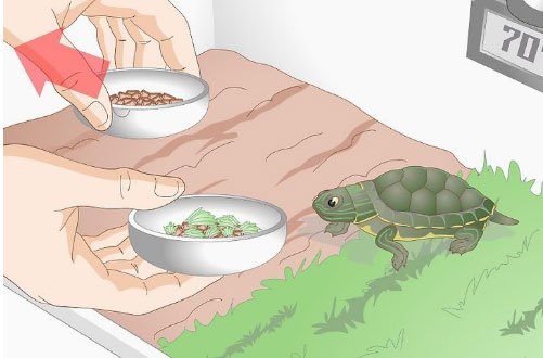 小乌龟不吃东西怎么办(3)