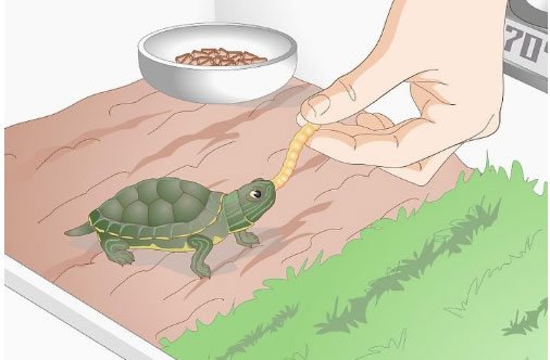 小乌龟不吃东西怎么办(7)