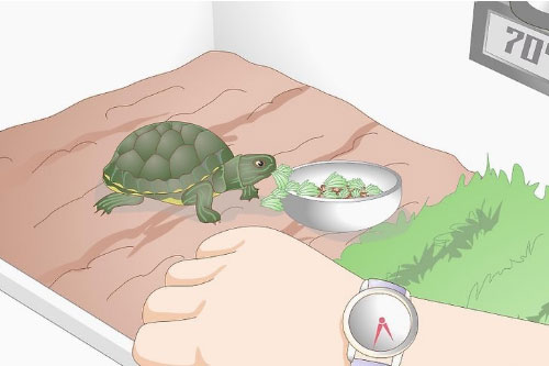 小乌龟不吃东西怎么办(6)