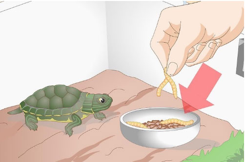 小乌龟不吃东西怎么办(4)